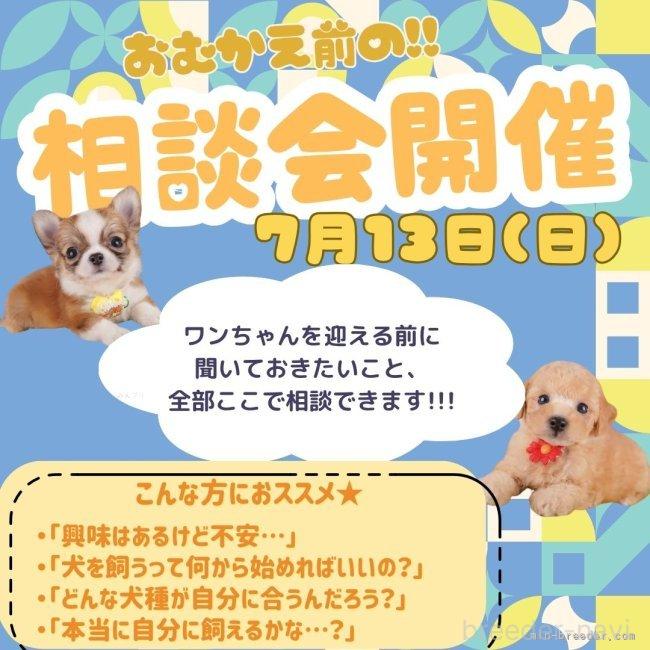 販売中の神奈川県のトイプードル-384630の4枚目